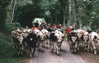 Photo des Vaches