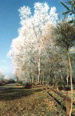 Photo des Arbres