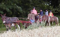 Photo des Poneys