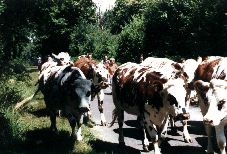 Photo des Vaches